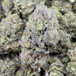 Skunk #1 "Greenhouse"