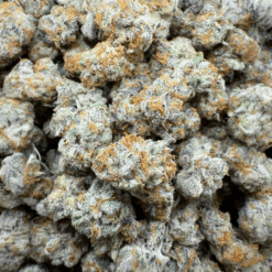 Lobster Butter "TOP Shelf" Small Buds