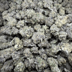 Perm Marker x LCG "Indoor Smalls"