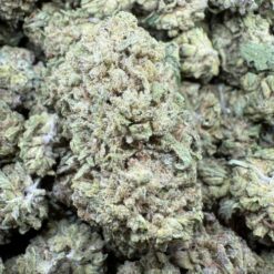 Master Kush "Greenhouse"