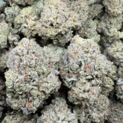 Payton 33 "Greenhouse"