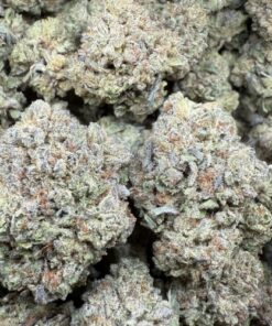 Payton 33 "Greenhouse"