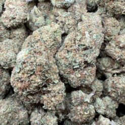 Pink Guava "Greenhouse"