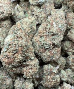 Pink Guava "Greenhouse"