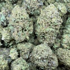 O.M.G "Greenhouse"