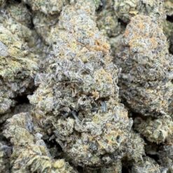 Purple Markers "Premium Indoor"