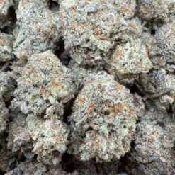 Master Kush "Indoor Mixed Light"