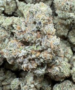 Animal Face "Top Shelf Greenhouse"