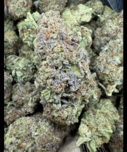 Root Beer Gelato "Top Shelf GreenHouse by Plush Gardens"