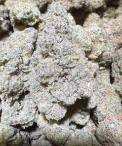 Garlic Cookies "Mixed light Indoor"