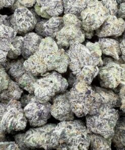 Jokerz 31 "Top Shelf Indoor SMALLS By Fields Family Farms"