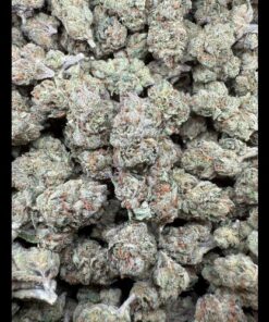Lemon Cherry Gelato #3 "Premium Greenhouse Smalls"