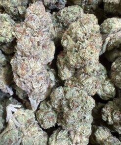 Runtz x LCG "Premium Greenhouse"