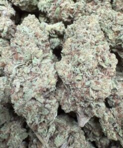 Garlic Fizz "Organic Greenhouse By The Real Ridge Boys"