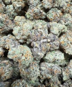 Payton 33 "Premium Indoor Smalls"