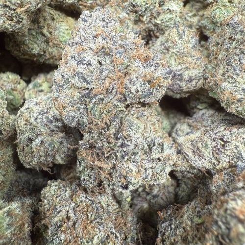 Lemon Cherry Gelato #44 "Premium Indoor Flower"