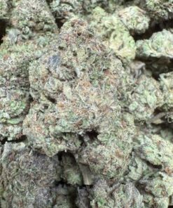 Lemon Cherry Guava "Premium Greenhouse"