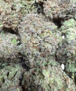 Gorilla Runtz "Low Grade BUDGET Indoor Flower"