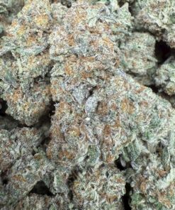 Pink Guava "Premium Indoor"