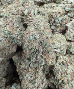 Gary Payton "Premium Greehouse"