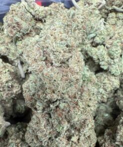 Tropaya Kush "Top Shelf Full Sun By Ridge Boys"