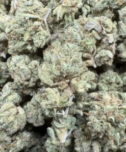 Lemon Cane "Premium Indoor Flower Smalls"