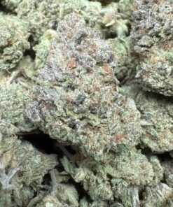 Legendary Fritter "Premium Indoor Flower"
