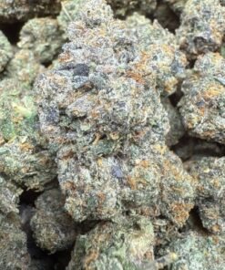 Gelato 41 - Gas Cut "Premium Indoor Flower"