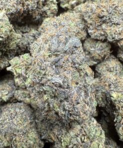 Rainbow Sherb #34 "Premium Indoor Flower"