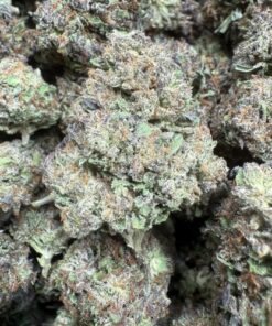 Payton 33 "A Grade" Greenhouse Flower