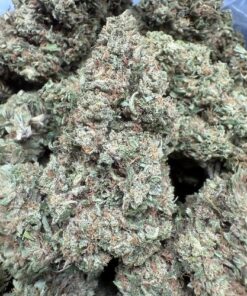 Blue Cookies "A Grade" Full Sun Flower"