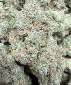 Gary Payton "B Grade" Indoor Flower