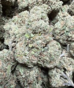 Bluchi "B Grade" Greenhouse Flower