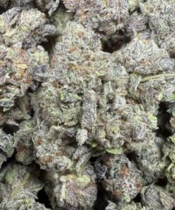 Girl Scout Cookies "C Grade" Budget Indoor Flower