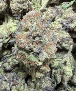 Lemon Cherry Sherb x2 "A Grade" Greenhouse Flower