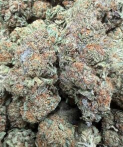 Bacio Gelato "B Grade" Greenhouse Flower