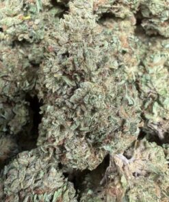 White Chocolope "B+ Grade" Full Sun Flower