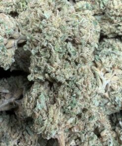 FEZ "A Grade" Full Sun Flower