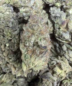 White Sherbet "A Grade" Greenhouse Flower "SMALLS"