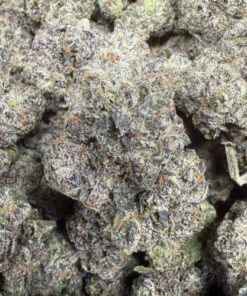 Blue Jelly Bean "A+ Grade" Indoor Flower "Living Soil"