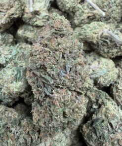 Grandi Guava "B+ Grade" Greenhouse Flower