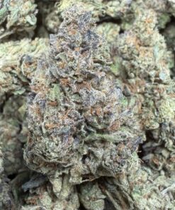 Ice Kream "A Grade" Greenhouse Flower