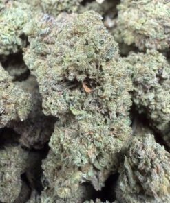 Blue Lobster "B- Grade" Greenhouse Flower