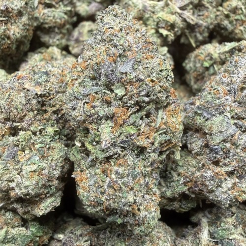 Gelato Butter "B+ Grade" Indoor Flower