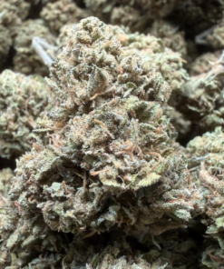 Lemon Cherry Gelato "B Grade" Full Sun Flower