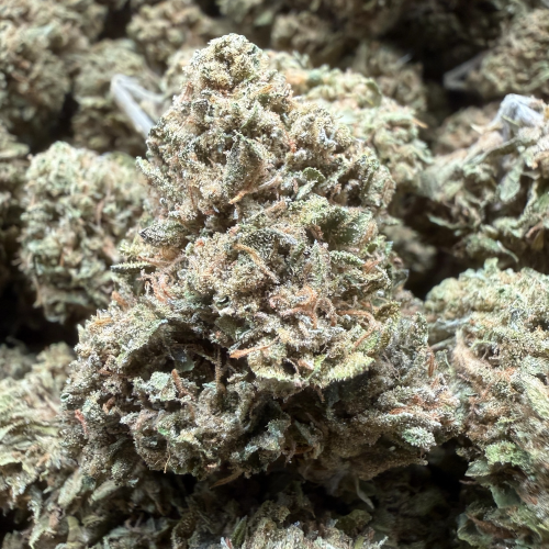 Lemon Cherry Gelato "B Grade" Full Sun Flower