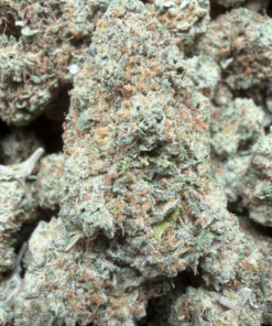 Papaya Slut "A Grade" Greenhouse Flower By The Real Ridge Boys