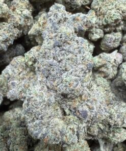 Biscotti Cream "B Grade" Indoor Flower