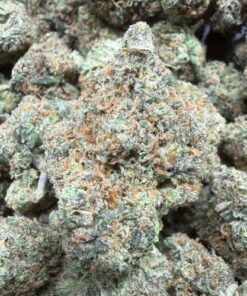 Lemon Tree "B+ Grade" Indoor Flower by Preferred Gardens "Limited Pheno Hunt"