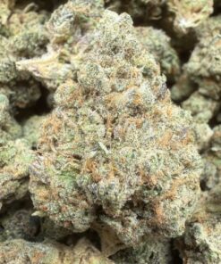 Gumbo Mix Buds "B Grade" Indoor Flower by Preferred Gardens "Limited"